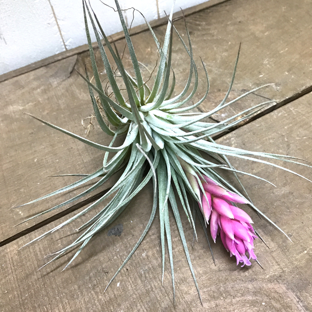 全花芽付き♪ Tillandsia チランジア コットンキャンディパープル　 ハンドメイドのフラワー/ガーデン(プランター)の商品写真