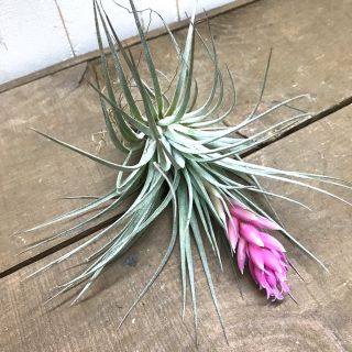 全花芽付き♪ Tillandsia チランジア コットンキャンディパープル　(プランター)