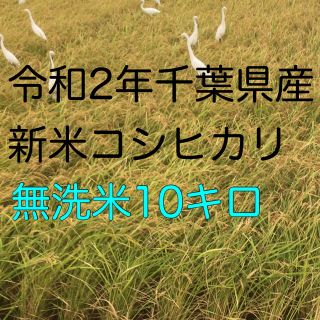 令和2年新米コシヒカリ無洗米10kg(米/穀物)