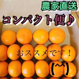 和歌山有田みかん　新鮮コンパクト便(フルーツ)