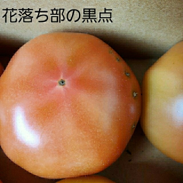【規格外トマト】熊本県産　Lサイズ18個入り 食品/飲料/酒の食品(野菜)の商品写真