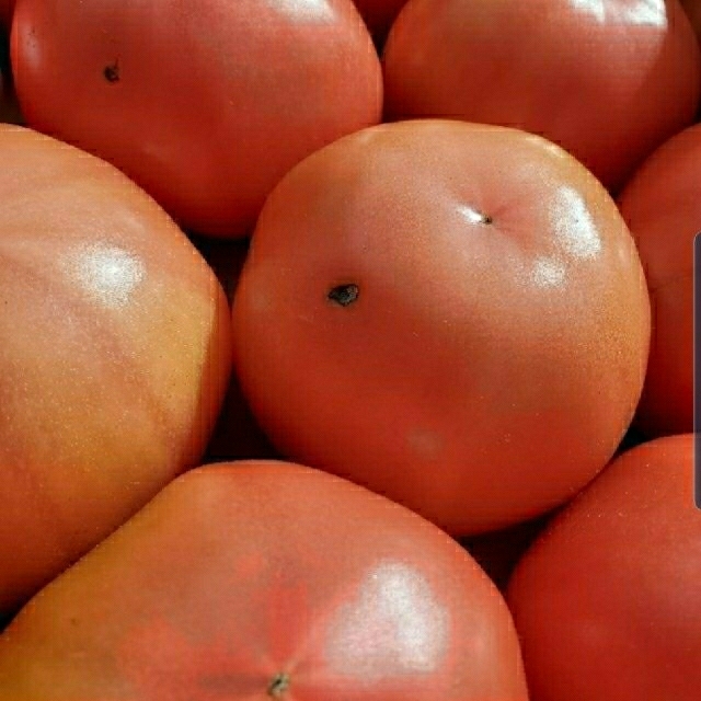 【規格外トマト】熊本県産　Lサイズ18個入り 食品/飲料/酒の食品(野菜)の商品写真