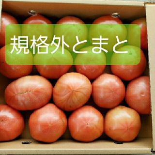 【規格外トマト】熊本県産　Lサイズ18個入り(野菜)