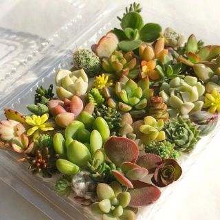 多肉植物　セダム⭐︎その他カット苗パック　15種類以上　v(その他)