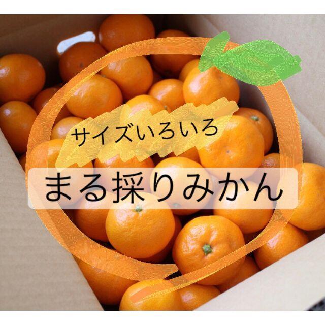 【送料無料】サイズいろいろ・まる採りみかん2.8kg 食品/飲料/酒の食品(フルーツ)の商品写真