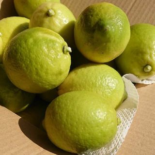 産地直送！  無農薬 レモン(フルーツ)
