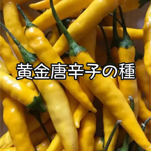 黄金唐辛子の種 30粒 日本一辛い唐辛子の種の通販 By Raichi S Shop ラクマ