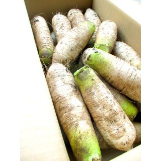 信州産　辛味大根　４kg(野菜)