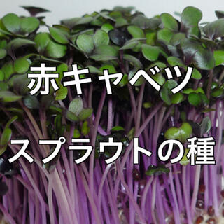 【有機種子オーガニック】赤キャベツスプラウトの種 10ml 家庭菜園 タネ(野菜)