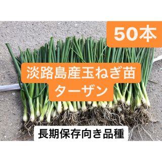 最安値！淡路島産玉ねぎ苗ターザン50本送料無料(野菜)