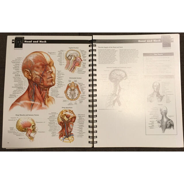 洋書図版Anatomy Reference Guide解剖学参考書 暗記シート付 エンタメ/ホビーの本(健康/医学)の商品写真