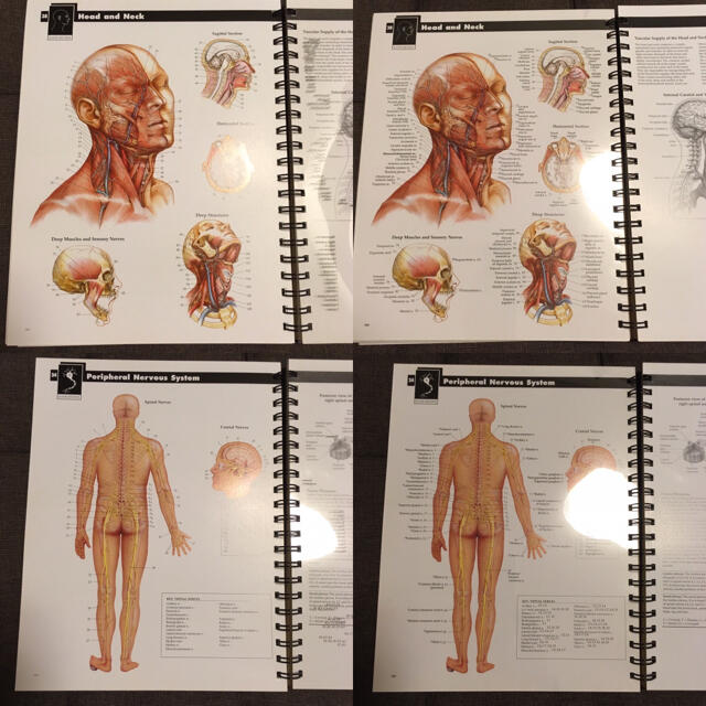 洋書図版Anatomy Reference Guide解剖学参考書 暗記シート付 エンタメ/ホビーの本(健康/医学)の商品写真