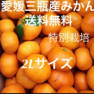 愛媛三瓶産みかん　2L 5kg(フルーツ)