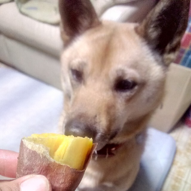 🉐💜ﾊﾟｰﾌﾟﾙｽｲｰﾄﾛｰﾄﾞ10kg農薬化学肥料不使用さつまいも🍠 食品/飲料/酒の食品(野菜)の商品写真