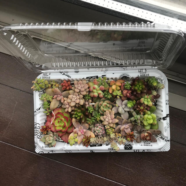 多肉植物カット苗セット ハンドメイドのフラワー/ガーデン(その他)の商品写真