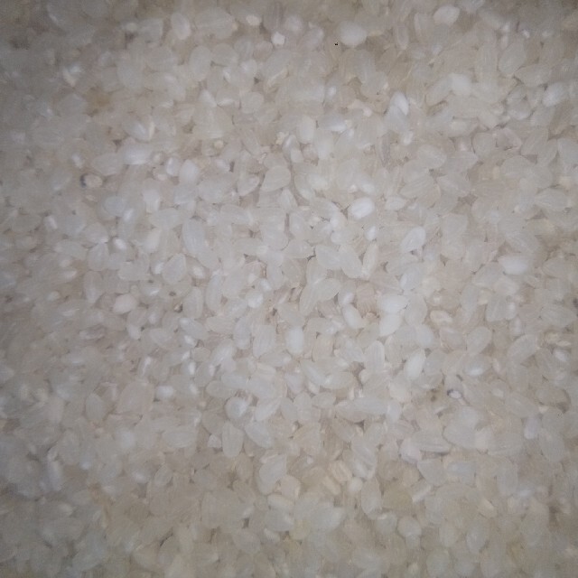 無洗米　(令和4年産)      　24Kg 食品/飲料/酒の食品(米/穀物)の商品写真
