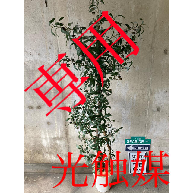光触媒 人工観葉植物 造花 ウォールグリーン インテリア オリーブの木 ...
