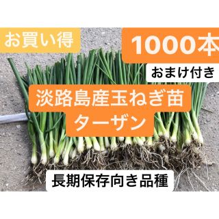 超お得！淡路島産玉ねぎ苗ターザン1000本おまけ付き送料無料(野菜)