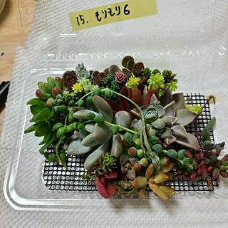 多肉植物　完成たっぷりモリモリ💪寄せ植えセット⑥(その他)