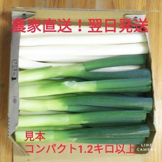 翌日発送 長ネギ(白ネギ) 1.2キロ以上 (野菜)