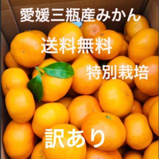 愛媛三瓶産みかん　訳あり　10kg(フルーツ)