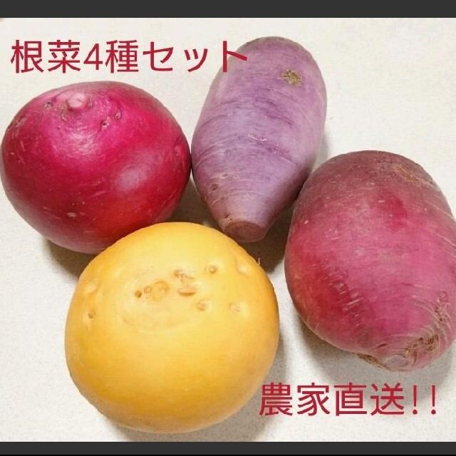 根菜4種各2個セット 食品/飲料/酒の食品(野菜)の商品写真