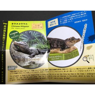 カイヨウドウ(海洋堂)の天王寺動物園ガチャガチャ　ヨウスコウワニ(キャラクターグッズ)