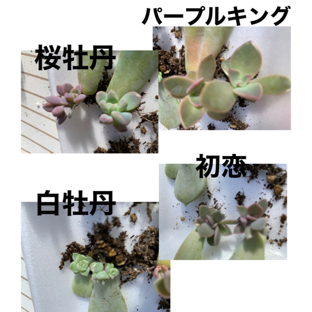 多肉植物　4種　葉挿し❣️おまけ付き！ ハンドメイドのフラワー/ガーデン(その他)の商品写真