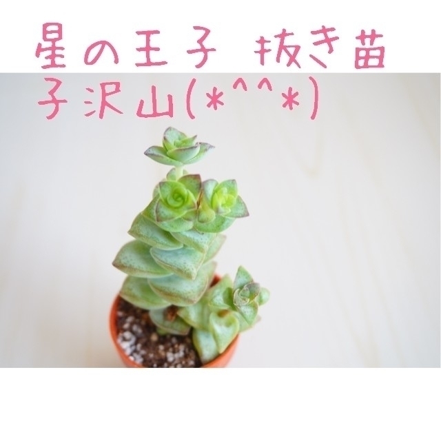 星の王子 抜き苗 鉢内全て 子沢山 多肉植物 - electrabd.com