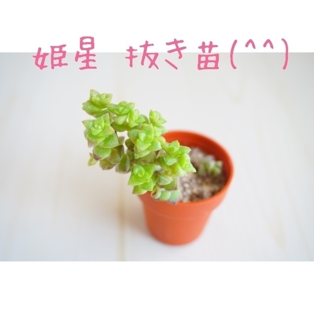 姫星(小米星) 抜き苗 鉢内全て 多肉植物