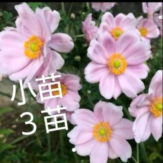 秋明菊   ピンク 花苗  小苗3苗(その他)