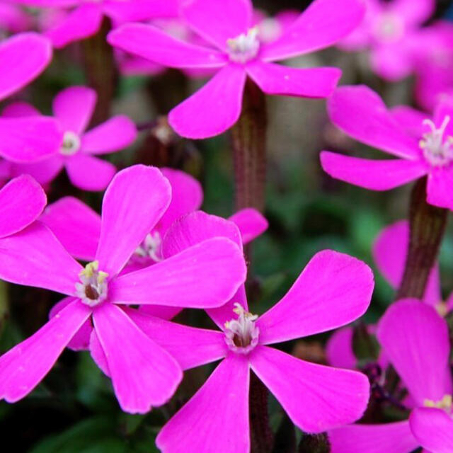 ☆サポナリア（蔓小桜）の発芽苗‼️ ハンドメイドのフラワー/ガーデン(その他)の商品写真