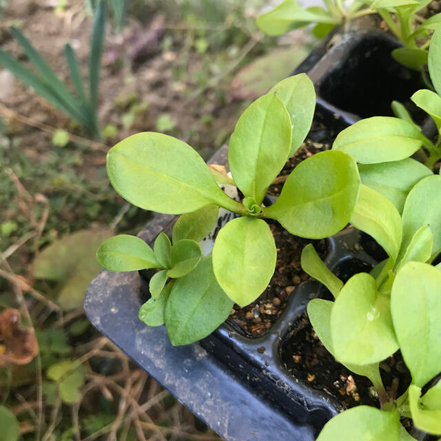 ☆サポナリア（蔓小桜）の発芽苗‼️ ハンドメイドのフラワー/ガーデン(その他)の商品写真