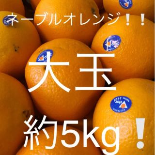 ネーブルオレンジ　約5kg 16-18玉(フルーツ)