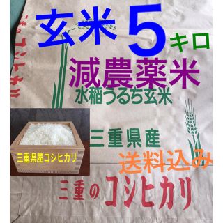 減農薬米 三重県産 コシヒカリ 玄米 ５キロ  (全国送料込)　②(米/穀物)