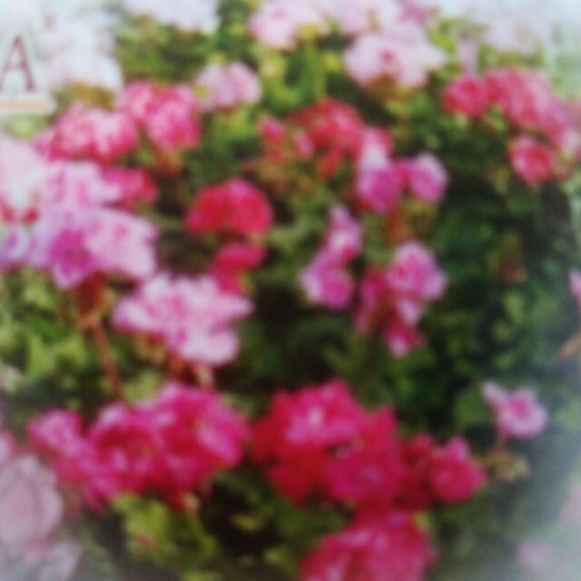 きぬ様用　ゼラニウム　とヒメツルソバ　苗 ハンドメイドのフラワー/ガーデン(その他)の商品写真