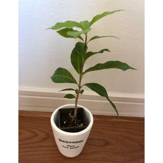 観葉植物　コーヒーの木　抜き苗　新芽あり葉っぱツヤツヤで元気(置物)