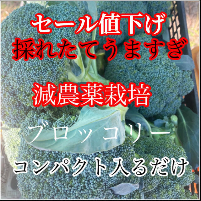 値下げ‼️うますぎ採れたて発送激うまブロッコリーコンパクト入るだけ 食品/飲料/酒の食品(野菜)の商品写真