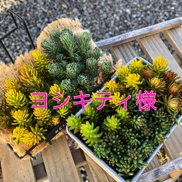 セダム【カット】多肉植物 ハンドメイドのフラワー/ガーデン(その他)の商品写真