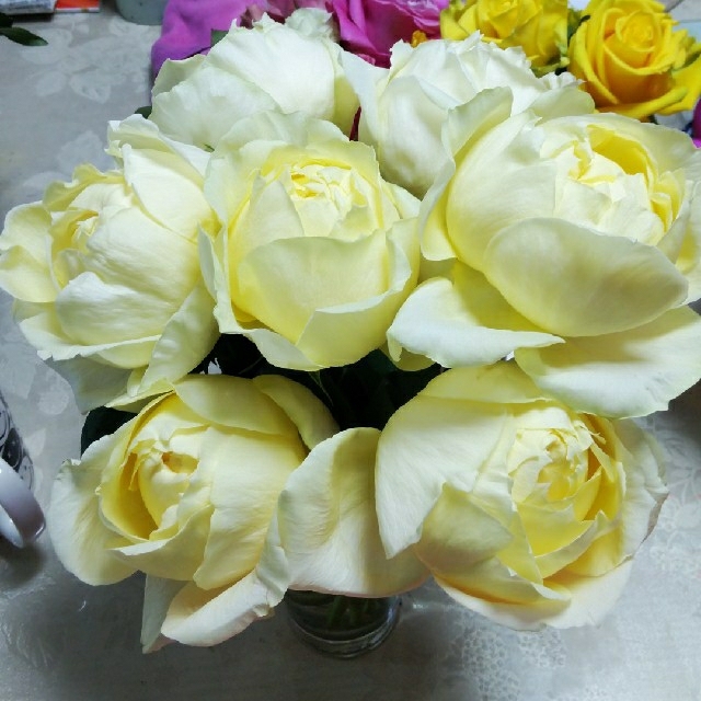 バラ苗　薔薇苗　シャンパンロマンチカ ハンドメイドのフラワー/ガーデン(その他)の商品写真