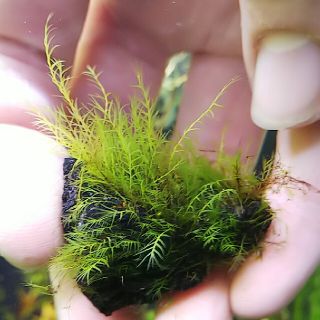 水草 ウォーターフェザー  石付き(アクアリウム)