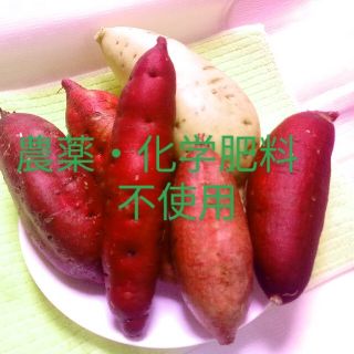 ⭐パープルスイートロード５kg農薬化学有機肥料不使用さつまいも🍠(野菜)