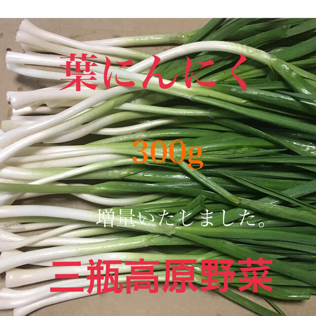 葉にんにく 300g 朝採り新鮮 三瓶高原野菜 食品/飲料/酒の食品(野菜)の商品写真