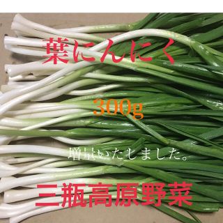 葉にんにく 300g 朝採り新鮮 三瓶高原野菜(野菜)