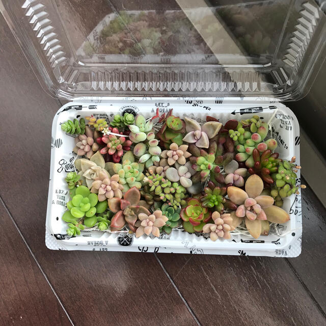 多肉植物カット苗セット ハンドメイドのフラワー/ガーデン(その他)の商品写真