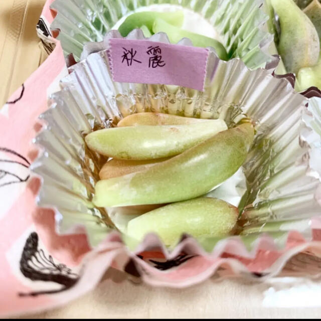 【葉挿しセール】多肉植物　葉挿し　いろいろ　各5枚 ハンドメイドのフラワー/ガーデン(その他)の商品写真