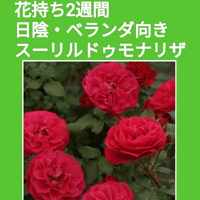 スーリルドゥモナリザ 冬挿し用 休眠挿し 葉無し挿し穂の通販 By 薔薇邸 ラクマ