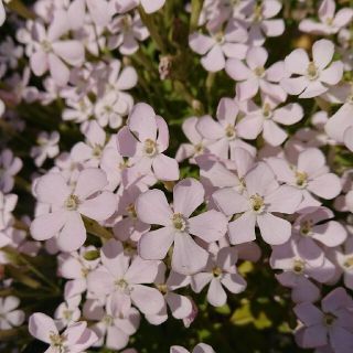 まき時です！お花の種　白色のシレネ(プランター)