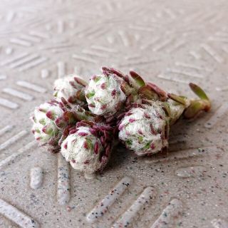 多肉植物　ウェルデルマーニー(その他)