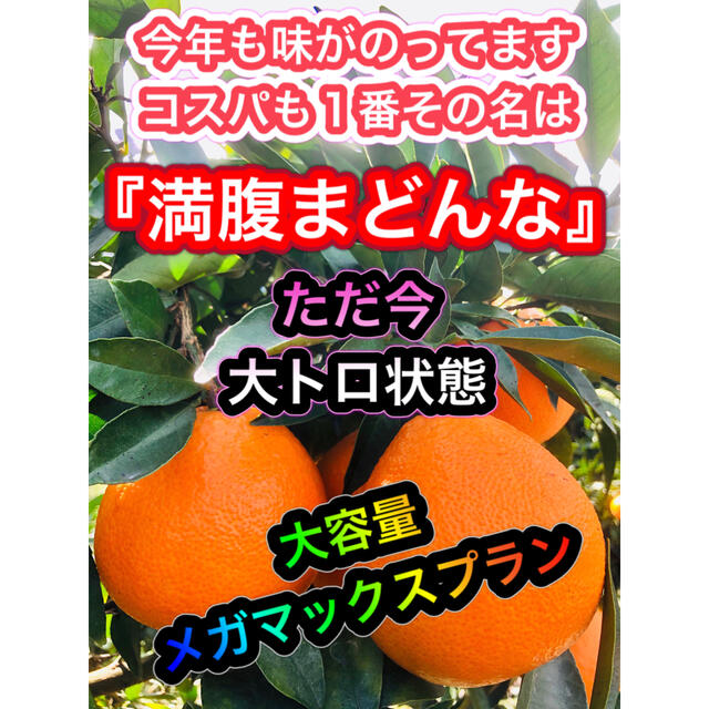 みんなにお裾分け　大容量　メガマックス　まどんな　大トロ状態　紅まどんな　みかん 食品/飲料/酒の食品(フルーツ)の商品写真